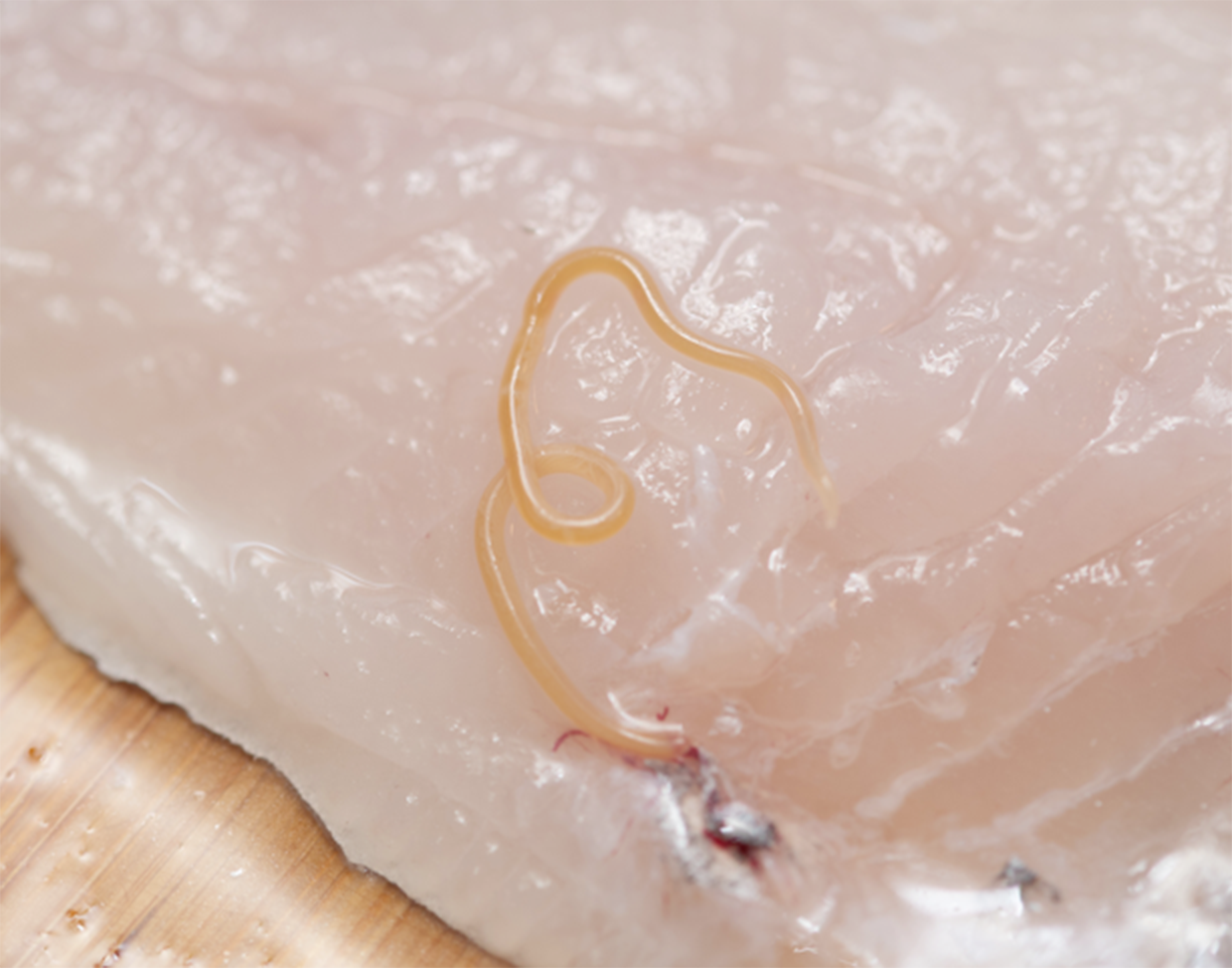 アニサキスとは？